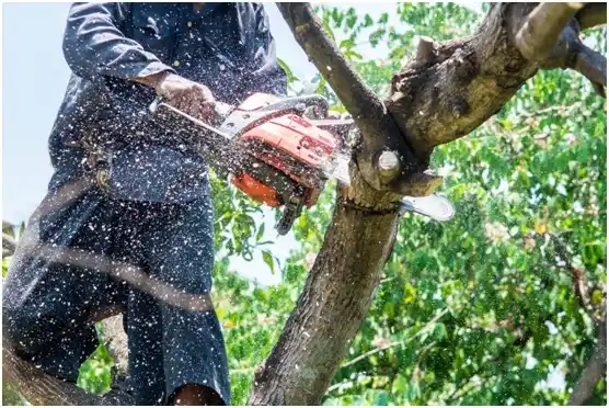 tree services Bartlett